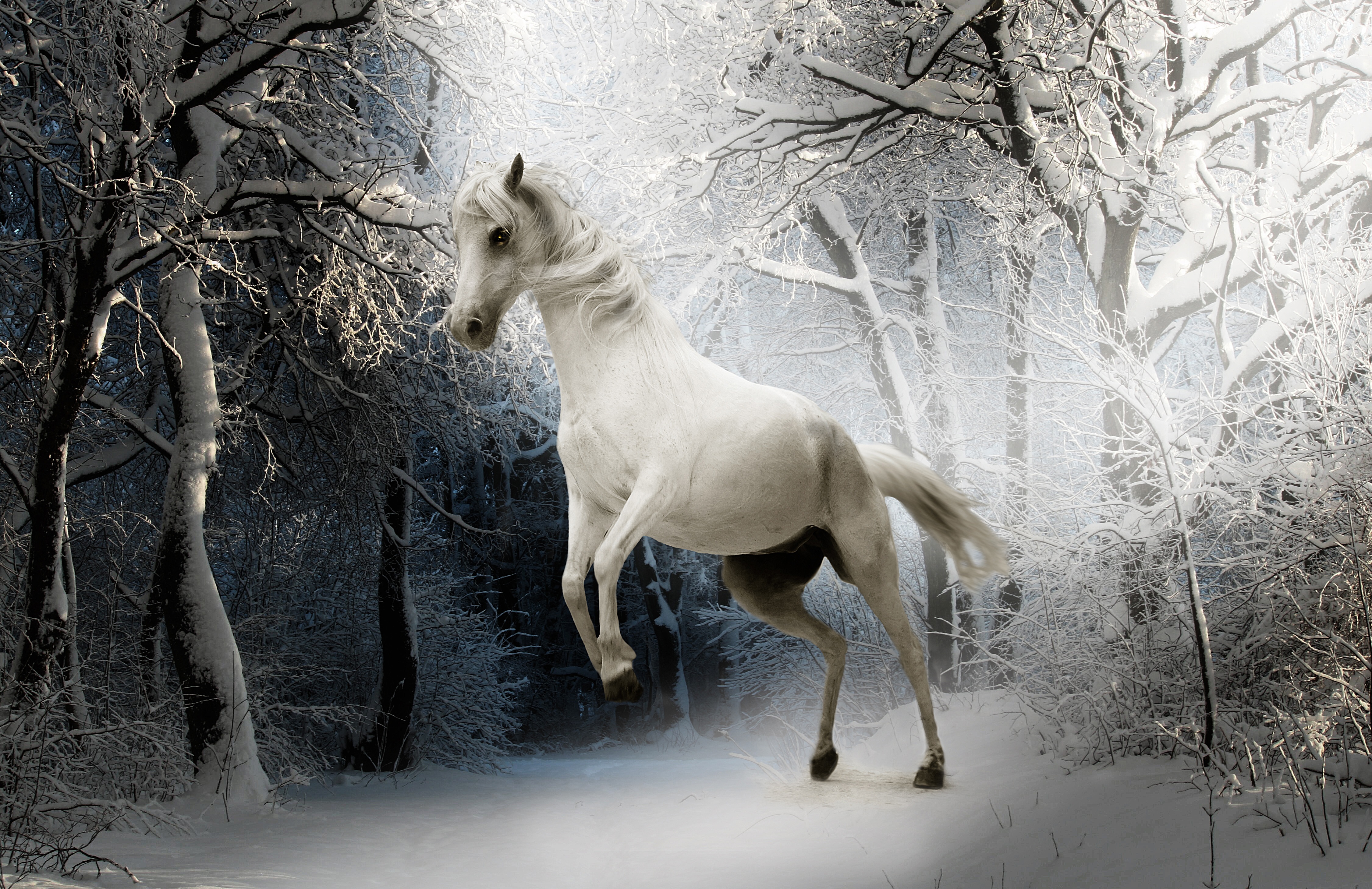 Detail Gambar Hewan Kuda Putih Nomer 45