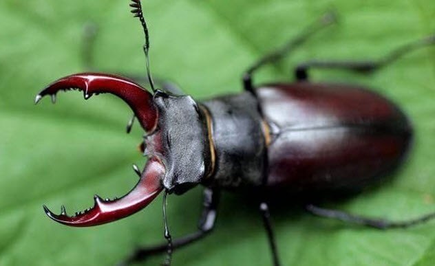 Detail Gambar Hewan Kumbang Nomer 19