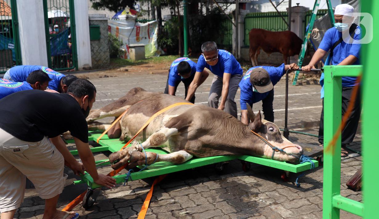 Gambar Hewan Kurban Idul Adha - KibrisPDR