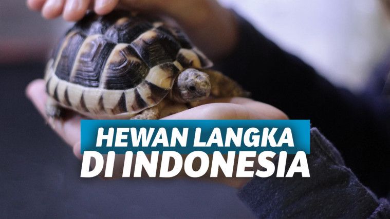 Detail Gambar Hewan Langka Dan Keterangan Nya Nomer 49