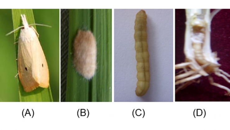 Detail Gambar Hewan Larva Pengerat Penggerek Batang Nomer 2