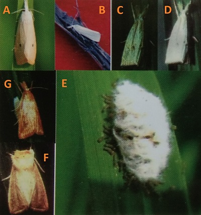 Detail Gambar Hewan Larva Pengerat Penggerek Batang Nomer 8