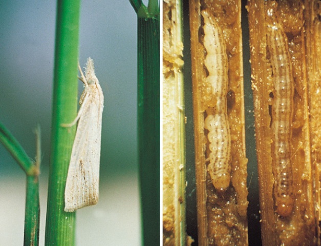 Detail Gambar Hewan Larva Pengerat Penggerek Batang Nomer 9