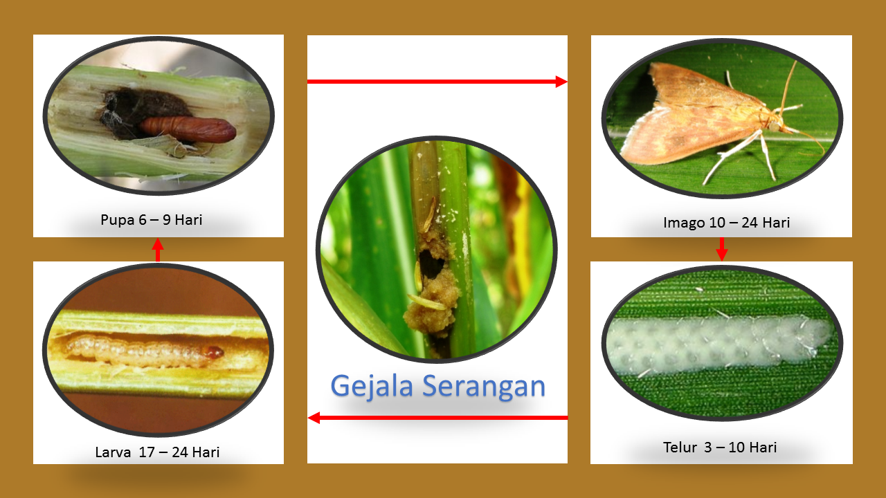 Detail Gambar Hewan Larva Pengerat Penggerek Batang Nomer 10