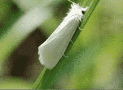 Detail Gambar Hewan Larva Pengerat Penggerek Batang Nomer 11