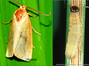 Detail Gambar Hewan Larva Pengerat Penggerek Batang Nomer 15