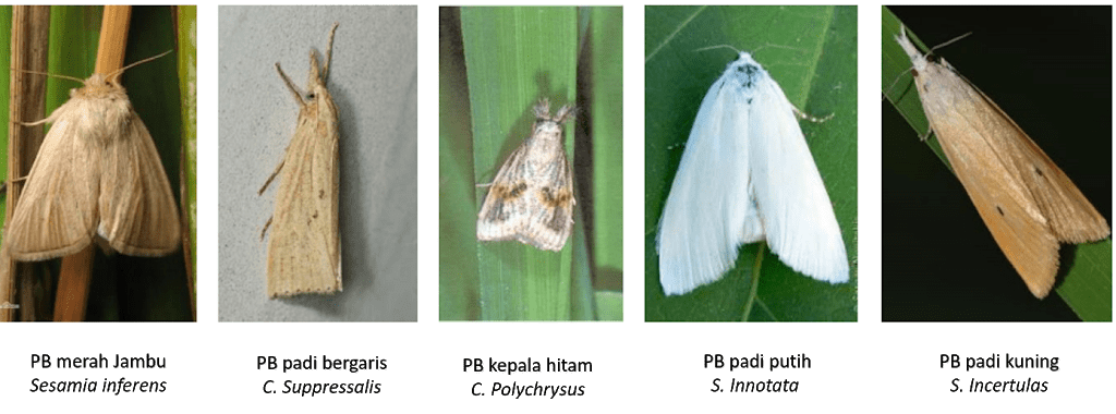 Detail Gambar Hewan Larva Pengerat Penggerek Batang Nomer 17