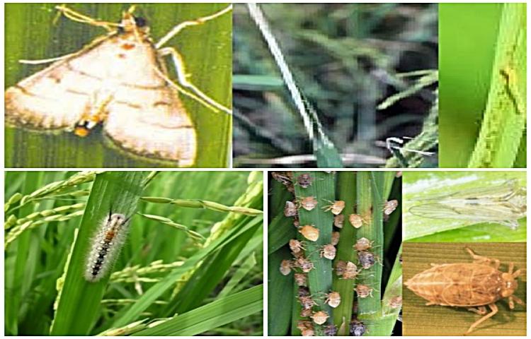 Detail Gambar Hewan Larva Pengerat Penggerek Batang Nomer 23