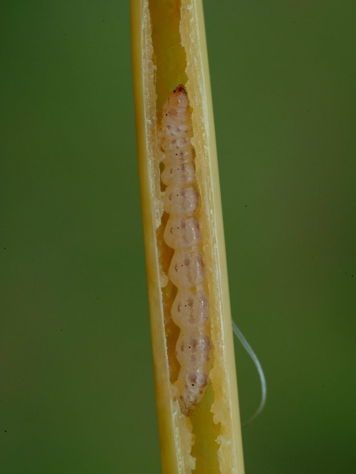 Detail Gambar Hewan Larva Pengerat Penggerek Batang Nomer 27