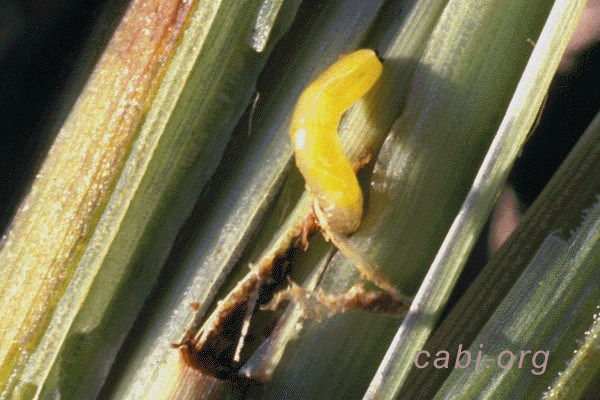 Detail Gambar Hewan Larva Pengerat Penggerek Batang Nomer 29