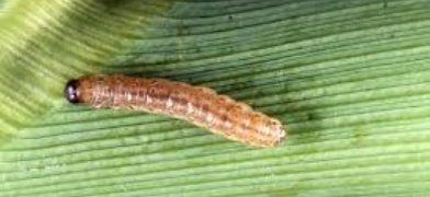 Detail Gambar Hewan Larva Pengerat Penggerek Batang Nomer 30