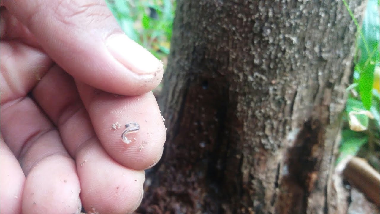 Detail Gambar Hewan Larva Pengerat Penggerek Batang Nomer 34