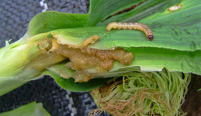 Detail Gambar Hewan Larva Pengerat Penggerek Batang Nomer 37