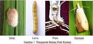 Detail Gambar Hewan Larva Pengerat Penggerek Batang Nomer 4