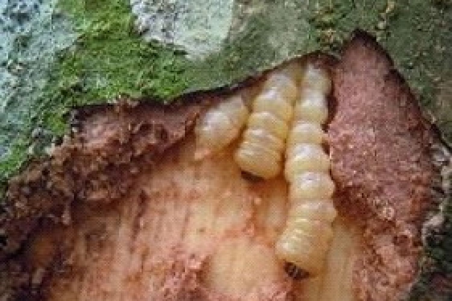 Download Gambar Hewan Larva Pengerat Penggerek Batang Nomer 40