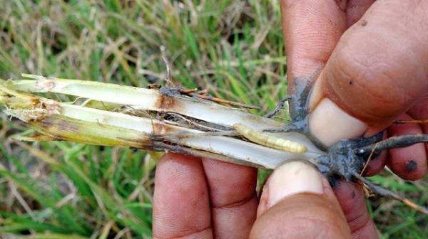 Detail Gambar Hewan Larva Pengerat Penggerek Batang Nomer 45