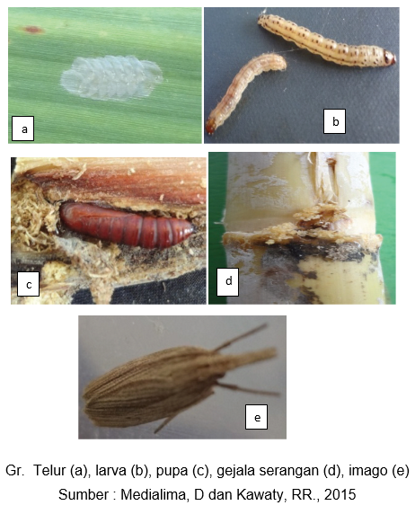 Detail Gambar Hewan Larva Pengerat Penggerek Batang Nomer 5