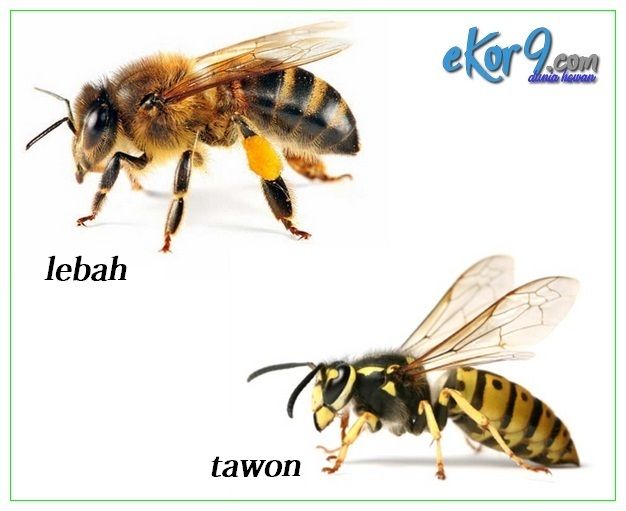 Detail Gambar Hewan Lebah Nomer 25