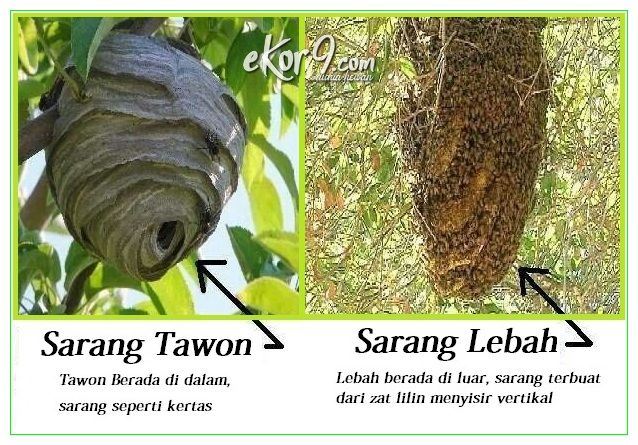 Detail Gambar Hewan Lebah Nomer 51