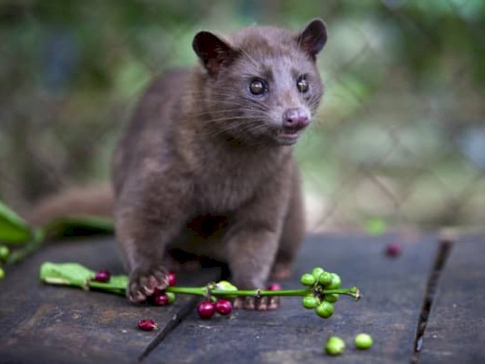 Detail Gambar Hewan Luwak Nomer 6