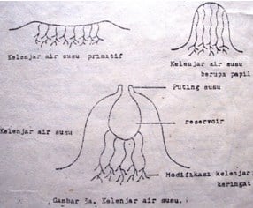 Detail Gambar Hewan Mamalia Dengan Ketetrangannya Nomer 4