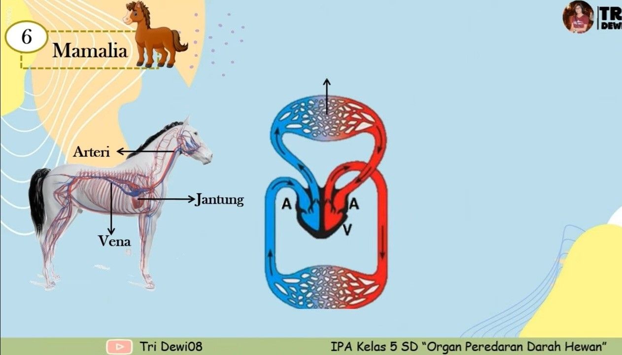 Detail Gambar Hewan Mamalia Kuda Nomer 45