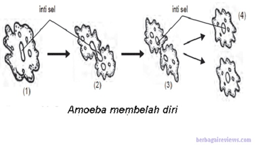 Detail Gambar Hewan Membelah Diri Nomer 20