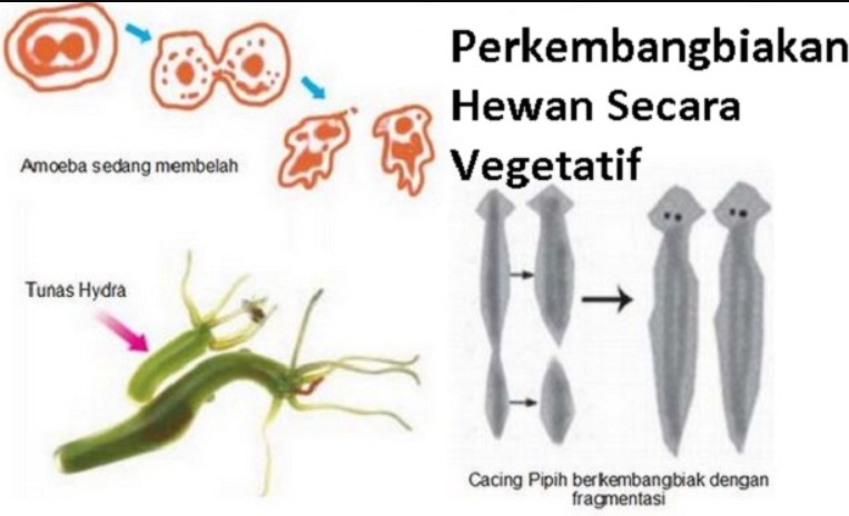 Detail Gambar Hewan Membelah Diri Nomer 8