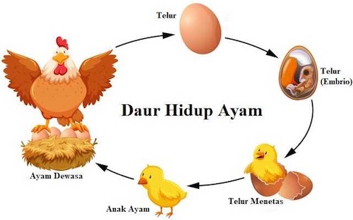 Detail Gambar Hewan Metamorfosis Sempurna Nomer 38