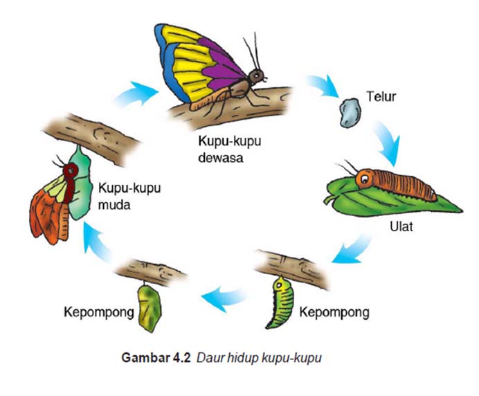 Detail Gambar Hewan Metamorfosis Sempurna Nomer 56