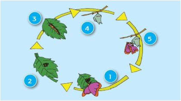 Detail Gambar Hewan Metamorfosis Tidak Sempurna Nomer 15