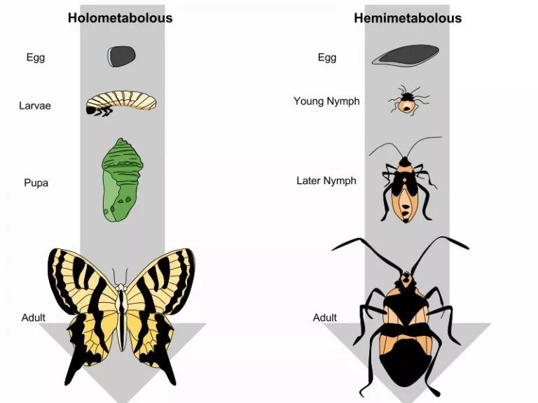 Detail Gambar Hewan Metamorfosis Tidak Sempurna Nomer 33