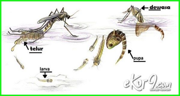 Detail Gambar Hewan Metamorfosis Tidak Sempurna Nomer 52