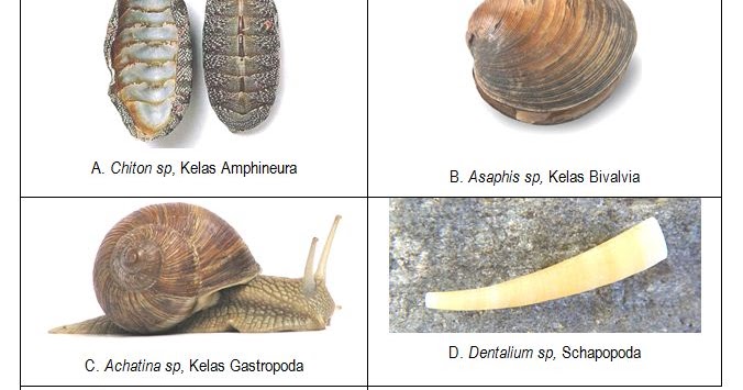 Detail Gambar Hewan Molusca Nomer 12
