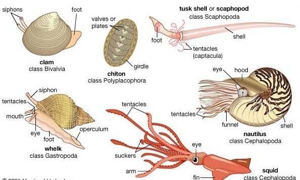 Detail Gambar Hewan Molusca Nomer 3