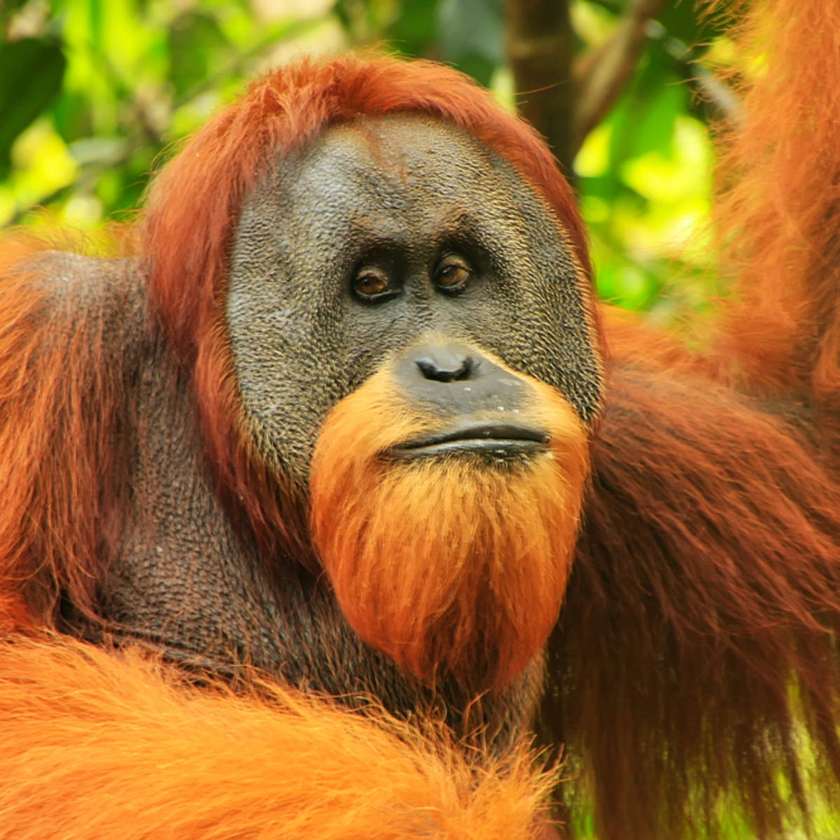 Gambar Hewan Orang Utan - KibrisPDR