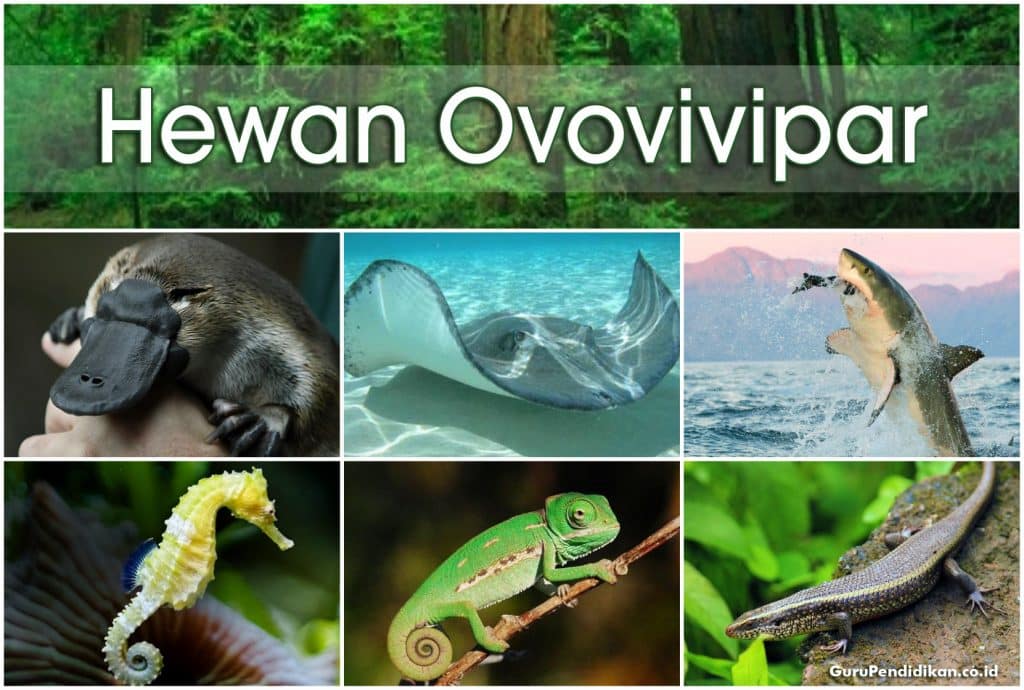 Detail Gambar Hewan Ovipar Vivipar Ovovivipar Nomer 5