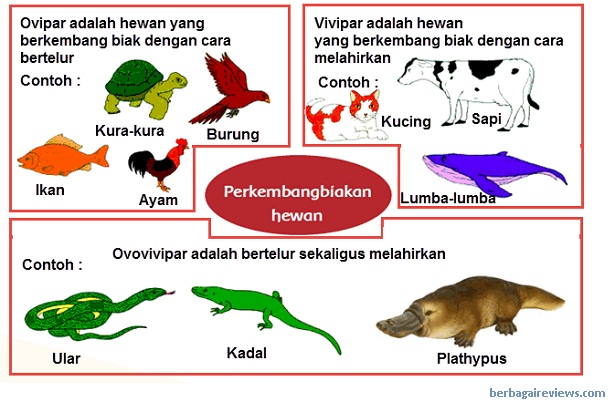 Detail Gambar Hewan Ovipar Vivipar Ovovivipar Nomer 46