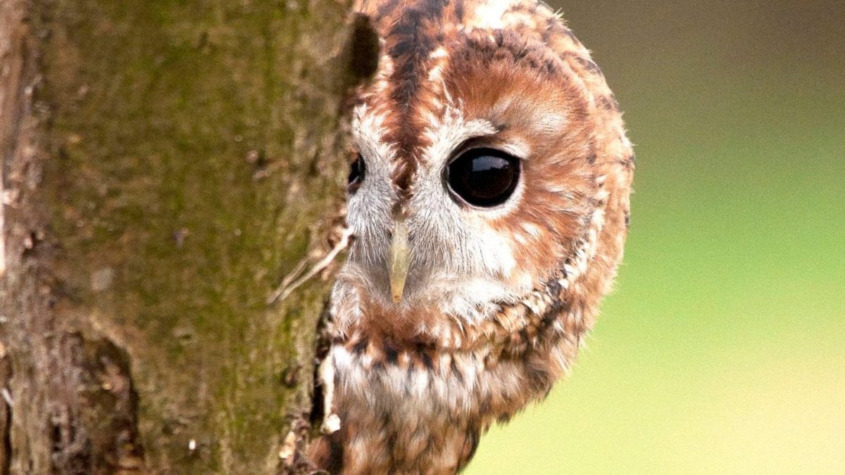 Detail Gambar Hewan Owl Nomer 11