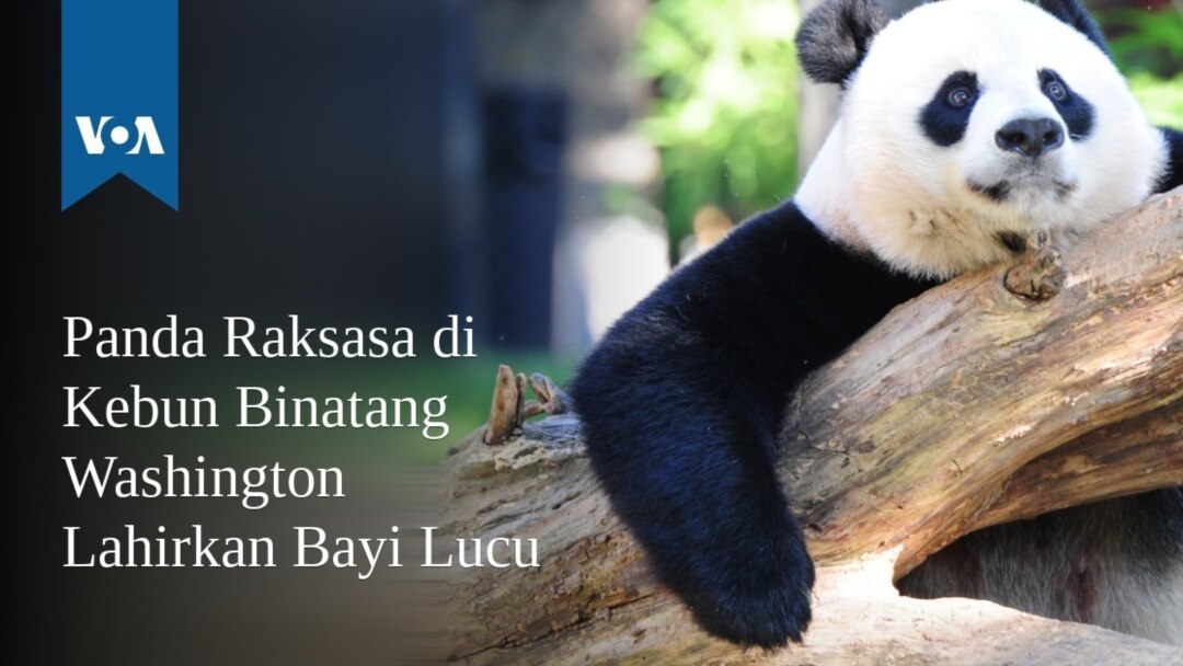 Detail Gambar Hewan Panda Lucu Nomer 28