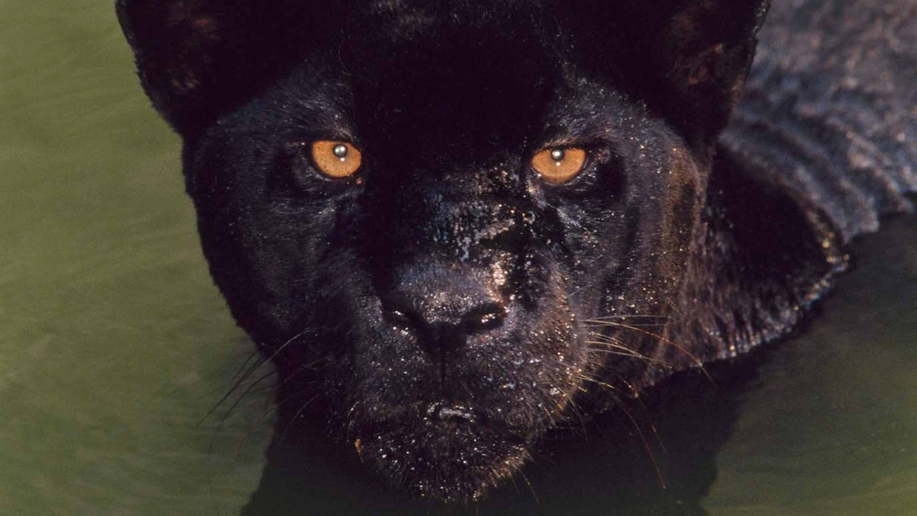 Detail Gambar Hewan Panther Nomer 3