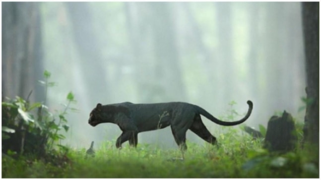 Detail Gambar Hewan Panther Nomer 28