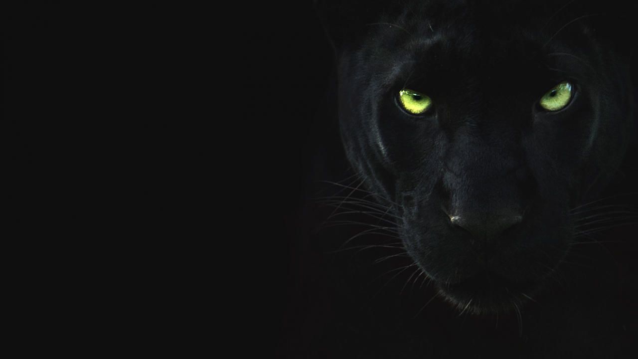 Detail Gambar Hewan Panther Nomer 50
