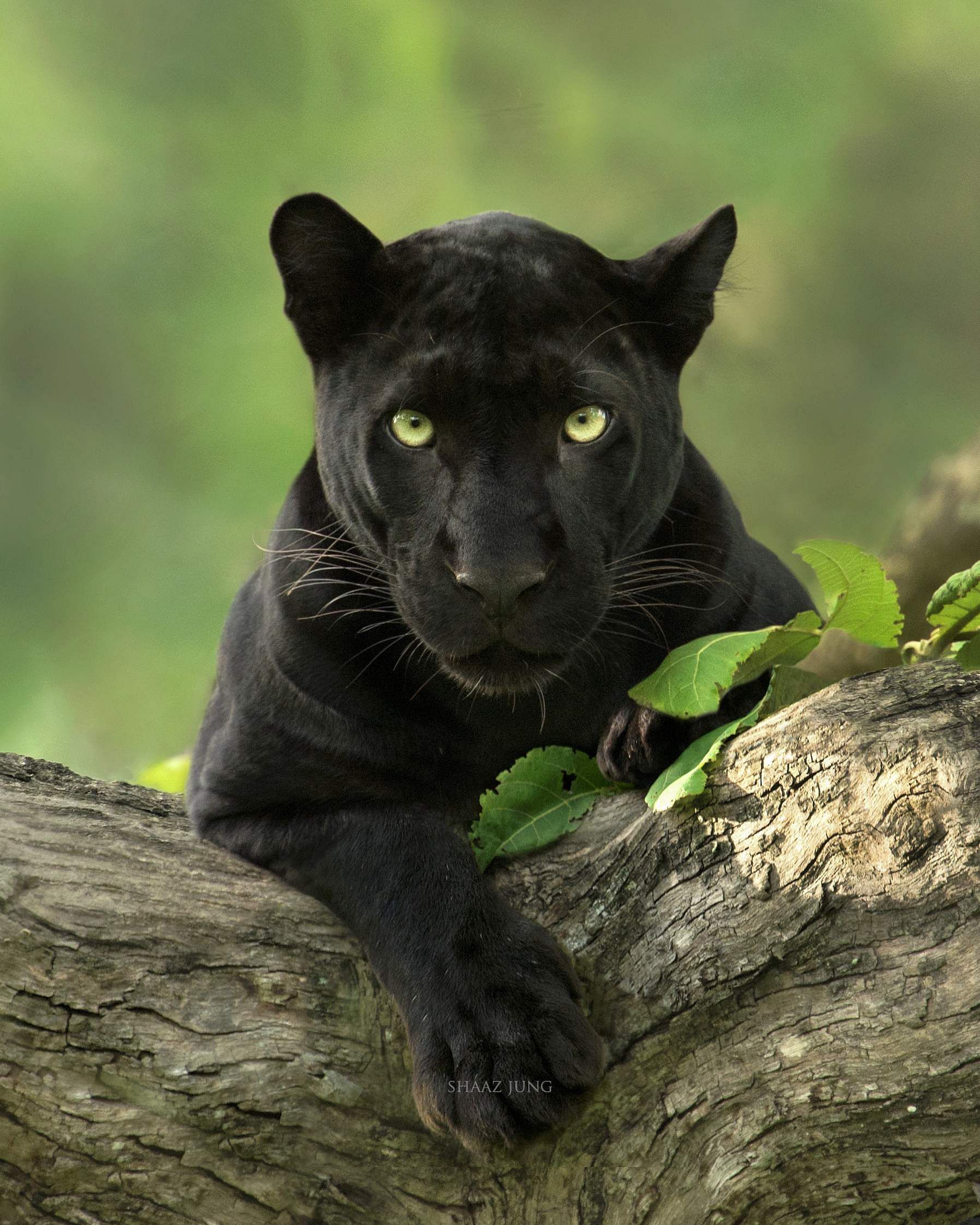 Detail Gambar Hewan Panther Nomer 57
