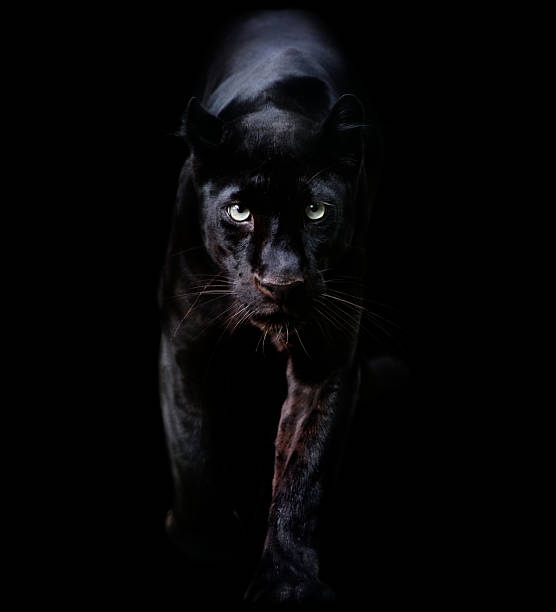 Detail Gambar Hewan Panther Nomer 7