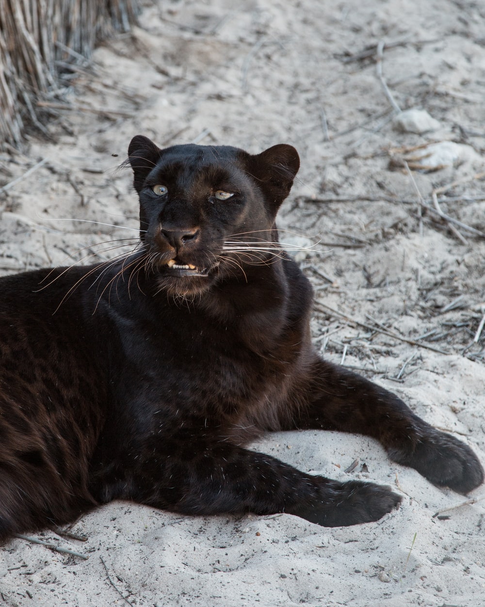 Detail Gambar Hewan Panther Nomer 8