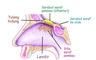 Detail Gambar Hidung Dan Bagian Bagiannya Nomer 11