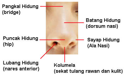 Detail Gambar Hidung Dan Bagian Bagiannya Nomer 23