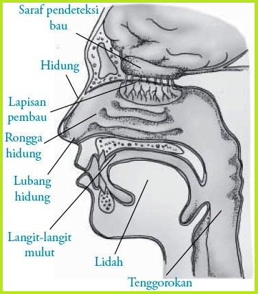 Detail Gambar Hidung Dan Bagian Bagiannya Nomer 34