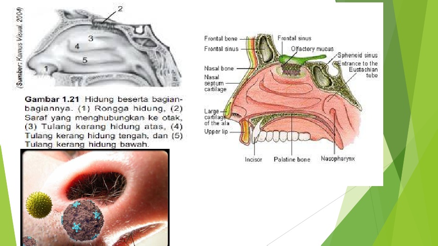 Detail Gambar Hidung Dan Bagian Bagiannya Nomer 37